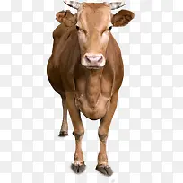 奶牛前脸高清动物