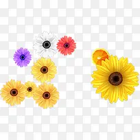 夏日花朵颜色插画设计