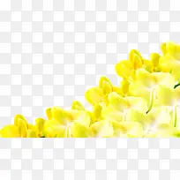 合成创意高清摄影黄色的花丛