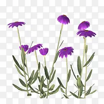 紫色中国风花丛装饰图案