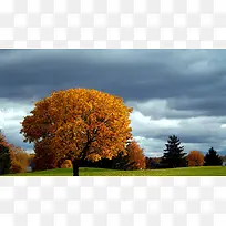 秋天黄色枫树天空渲染