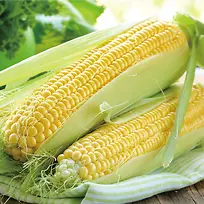 嫩玉米，农产品，绿色，食品