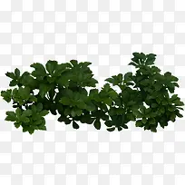 清新夏季绿色植物草丛