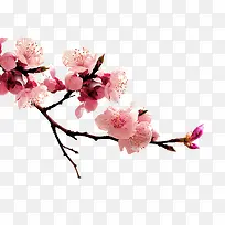 梅花