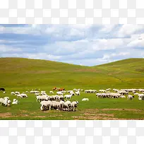 成片羊群牧羊青草