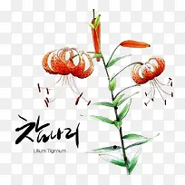 韩国手绘花