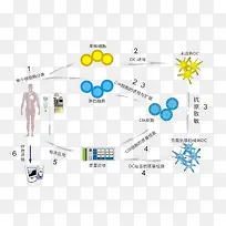 人体细胞循环