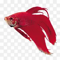 红色观赏鱼素材