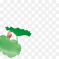 植物海报绿色小清新莲花