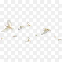 白色鸽子和平鸽飞翔漂浮