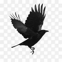 黑色的大鸟