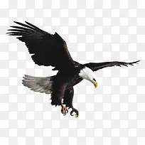 雄鹰