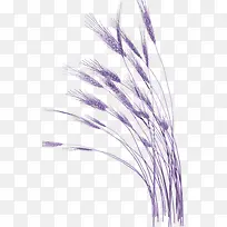 紫色麦穗