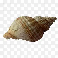 条纹海螺壳