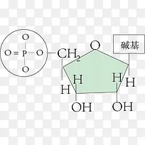 核苷酸细胞体