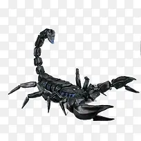 黑色金属光泽写实蝎子