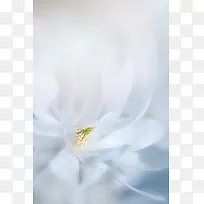 纯白色花瓣百褶纸张
