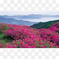 唯美满山红花摄影图
