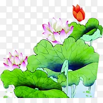 手绘中式书本插图荷花
