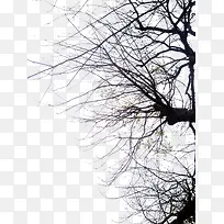 合成黑色冬天的树木摄影