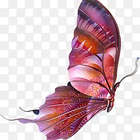 紫色神秘纹理蝴蝶