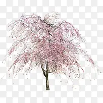 粉色的樱花树