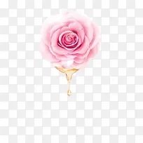 粉色初恋玫瑰花朵盛开