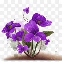 紫色花朵种植
