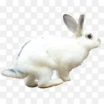 春天野外白色兔子