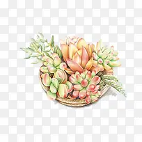 小清新插画广告设计卡通多肉盆栽