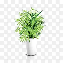 绿色植物花盆