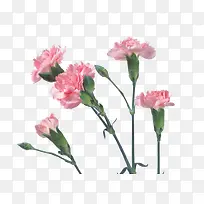 淘宝天猫设计 男装 女装 花朵