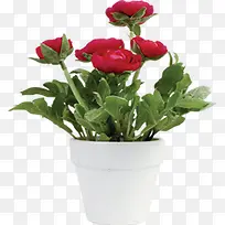 红色自然玫瑰盆栽植物