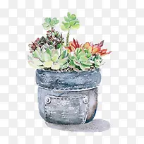 手绘多肉植物盆栽
