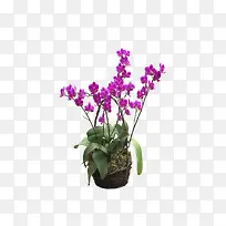 盆栽紫花