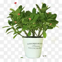 绿色清新盆栽植物花盆