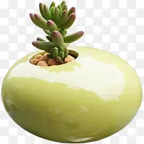 多肉植物