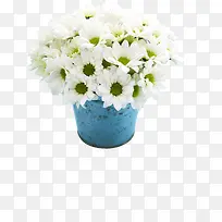 白色纯洁花朵盆栽节日