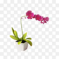 盆栽植物