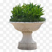 绿色植物