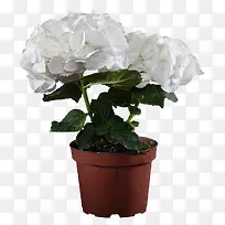 白色花卉盆栽