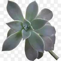 绿色的植物创意多肉