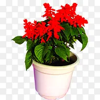 红色花朵盆栽植物