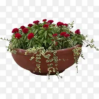 红色花朵盆栽装饰