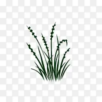 绘画植物