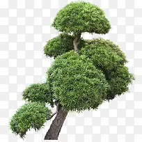 绿色松树盆栽
