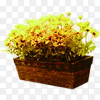 黄色花朵植物盆栽
