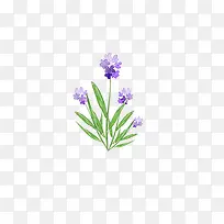 手绘紫色的薰衣草