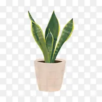 卡通植物