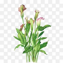 手绘植物